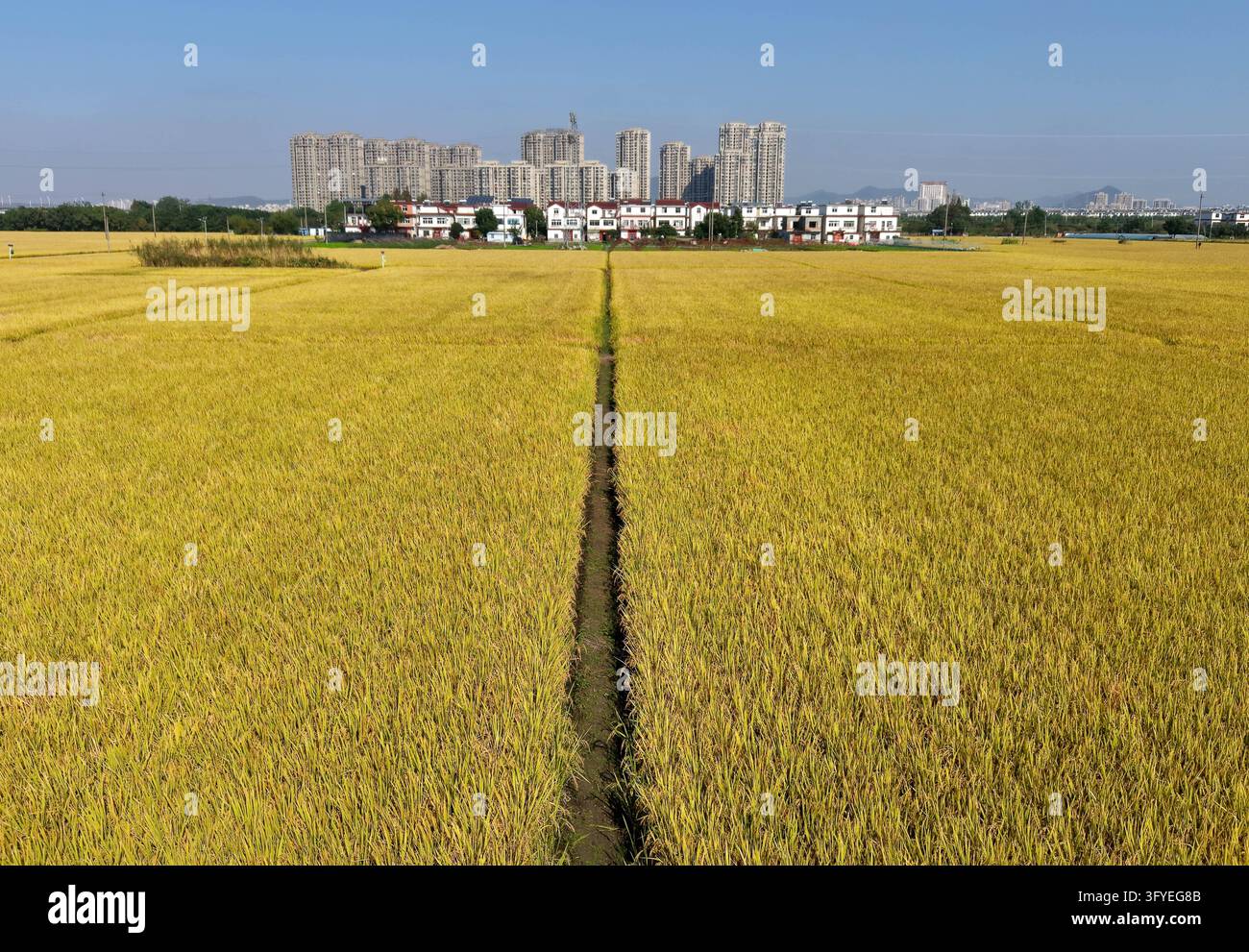 In this photo taken on October 26, 2026, golden rice fields stretch ...