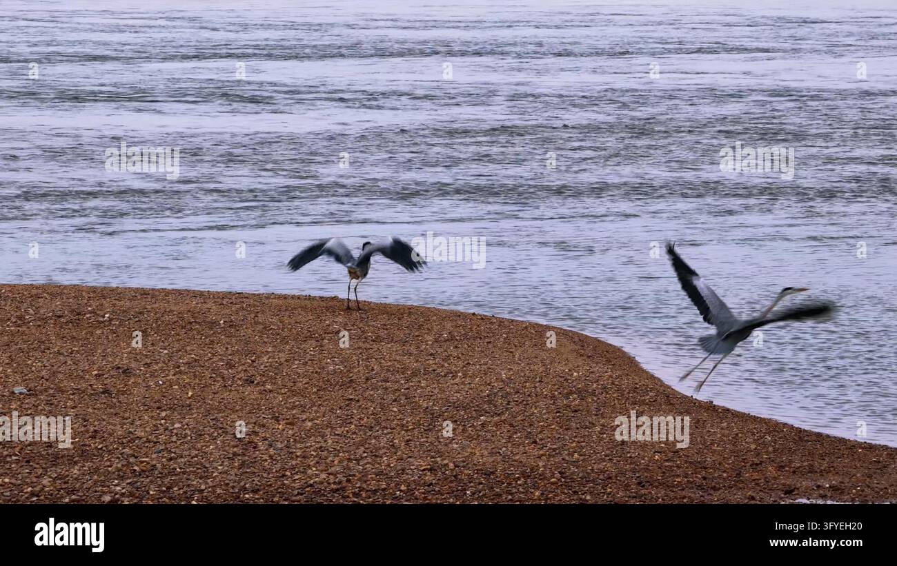 Migratory birds including egrets and herons return to Chengzi Islet on ...