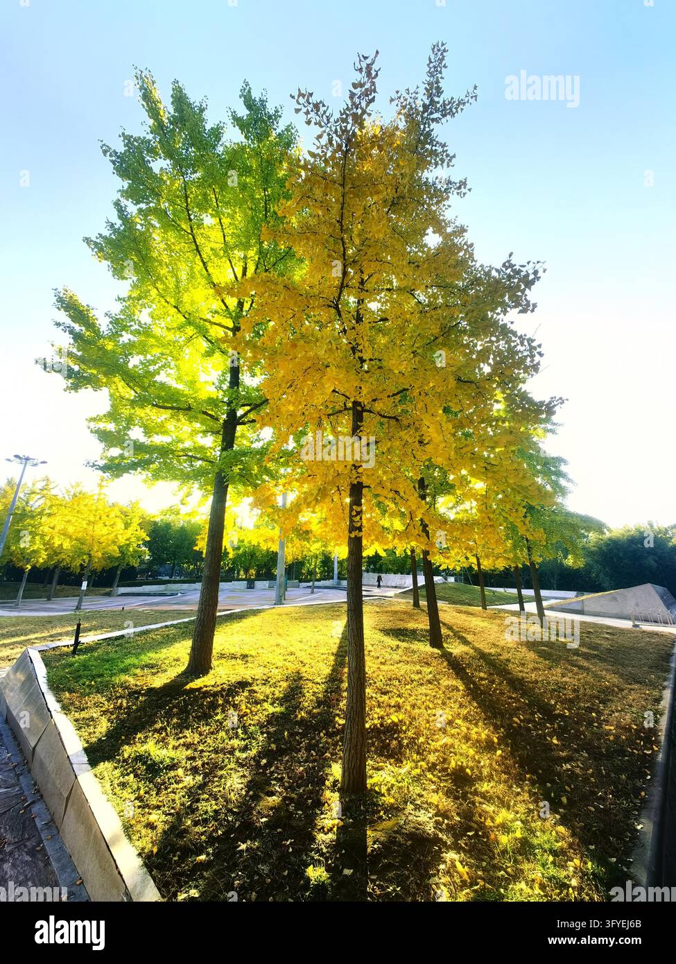 Ginkgo trees turn golden at Shuguang Disaster Prevention Education Park ...