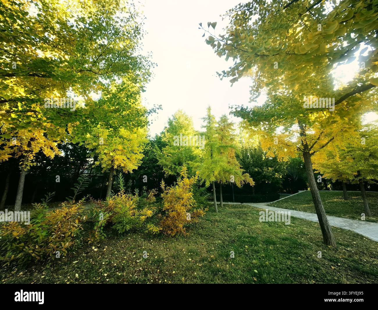 Ginkgo trees turn golden at Shuguang Disaster Prevention Education Park ...