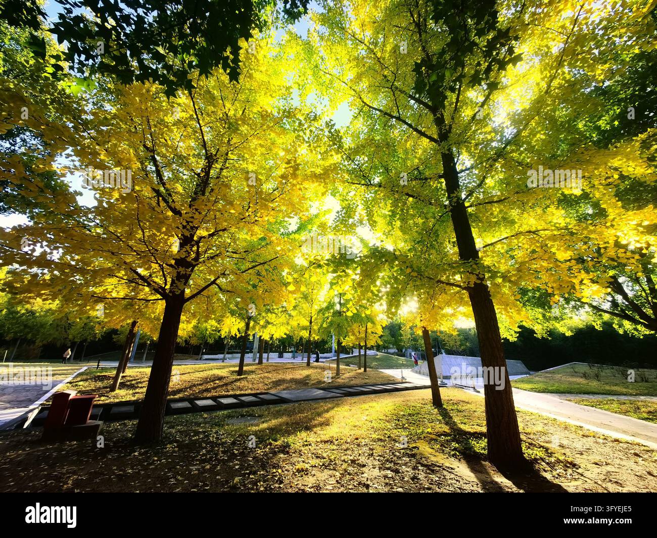 Ginkgo trees turn golden at Shuguang Disaster Prevention Education Park ...