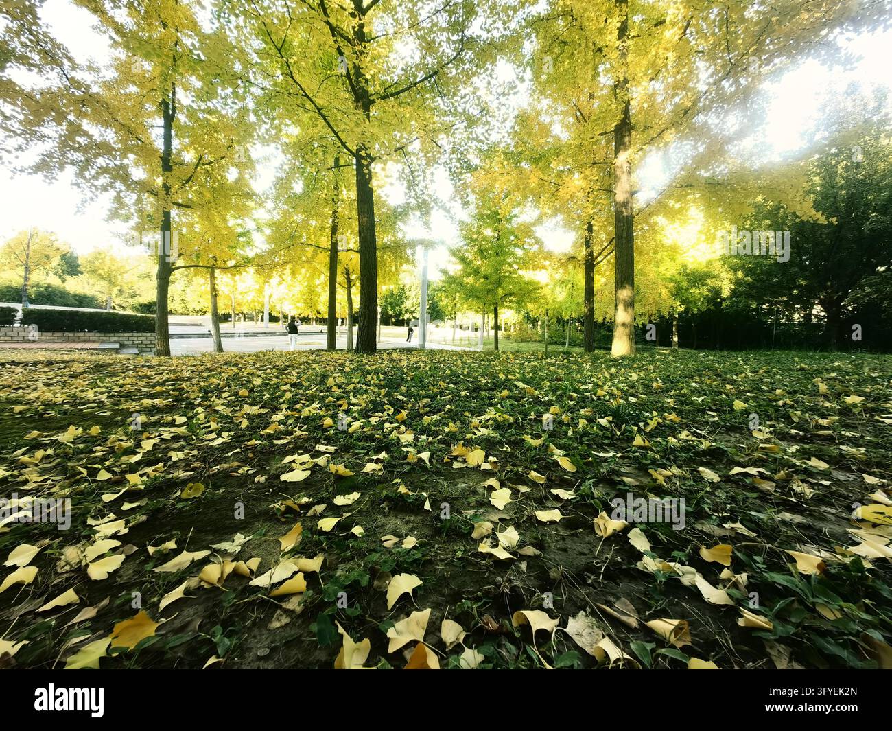Ginkgo trees turn golden at Shuguang Disaster Prevention Education Park ...