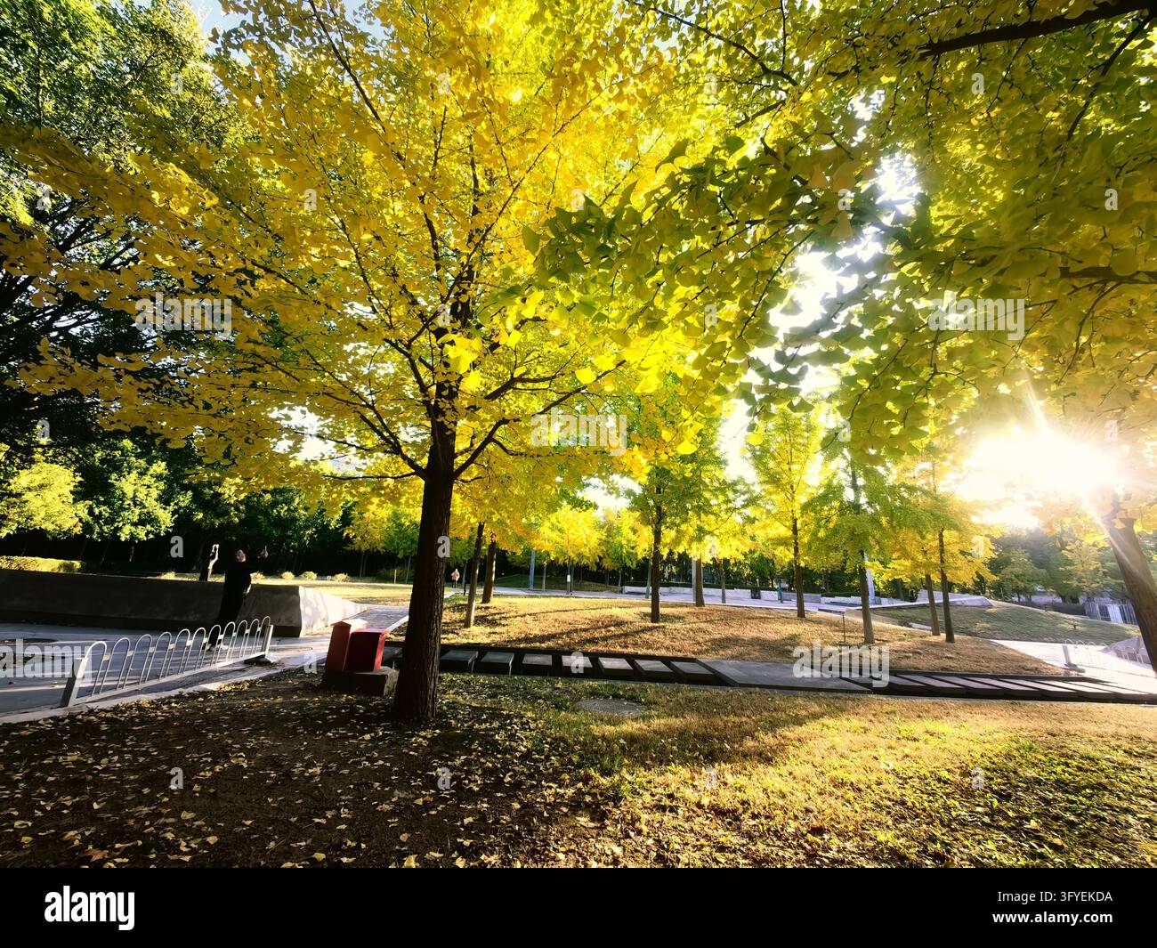 Ginkgo trees turn golden at Shuguang Disaster Prevention Education Park ...