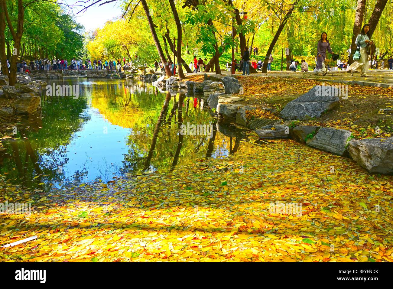 Golden ash leaves reflect on the water at Pingxiangxie in Qichun Garden ...