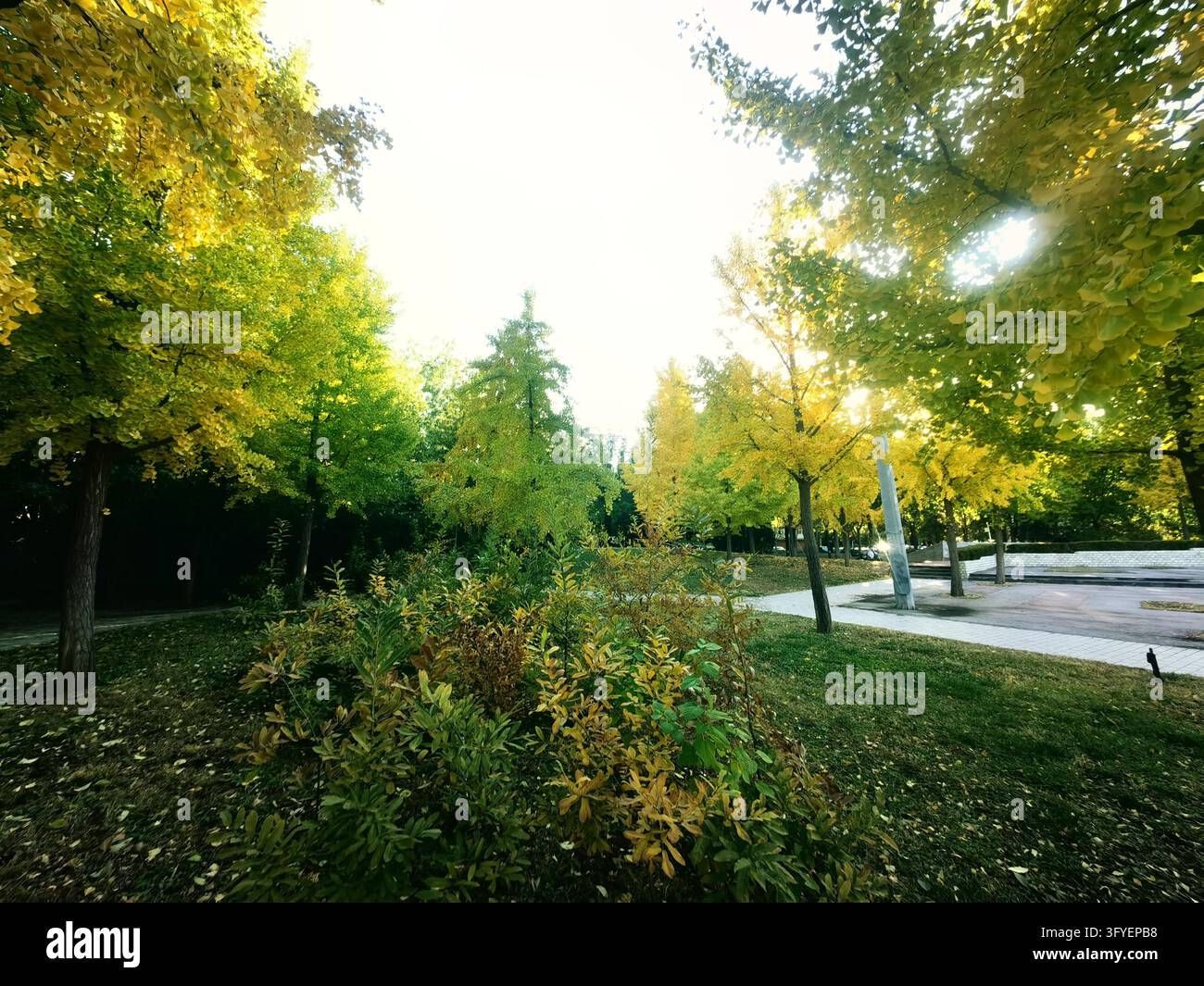Ginkgo trees turn golden at Shuguang Disaster Prevention Education Park ...