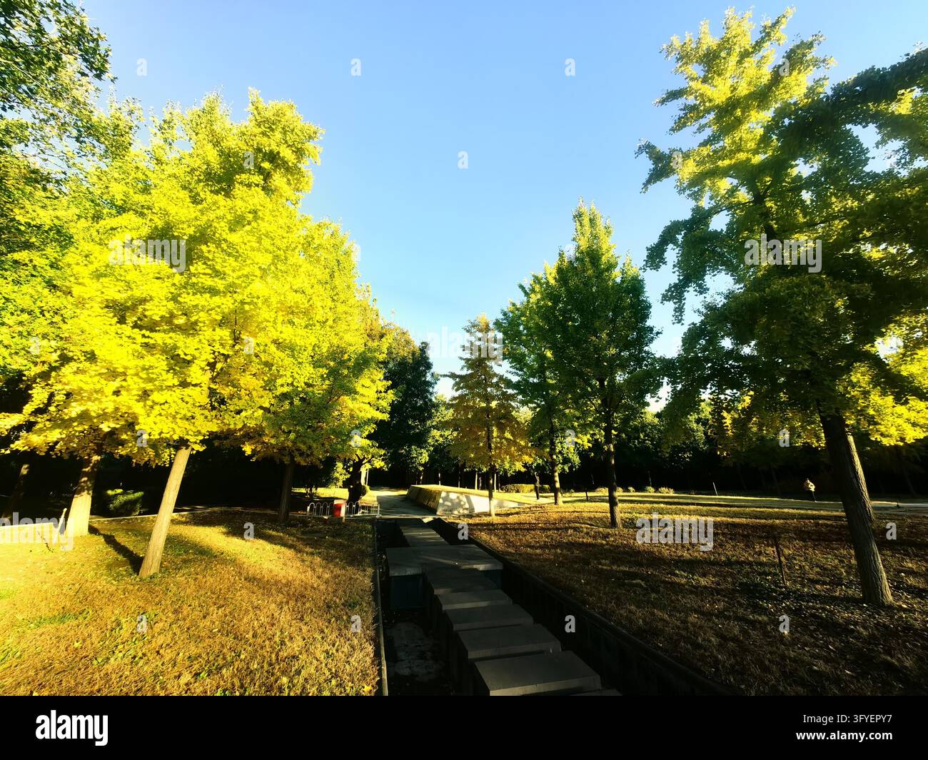 Ginkgo trees turn golden at Shuguang Disaster Prevention Education Park ...