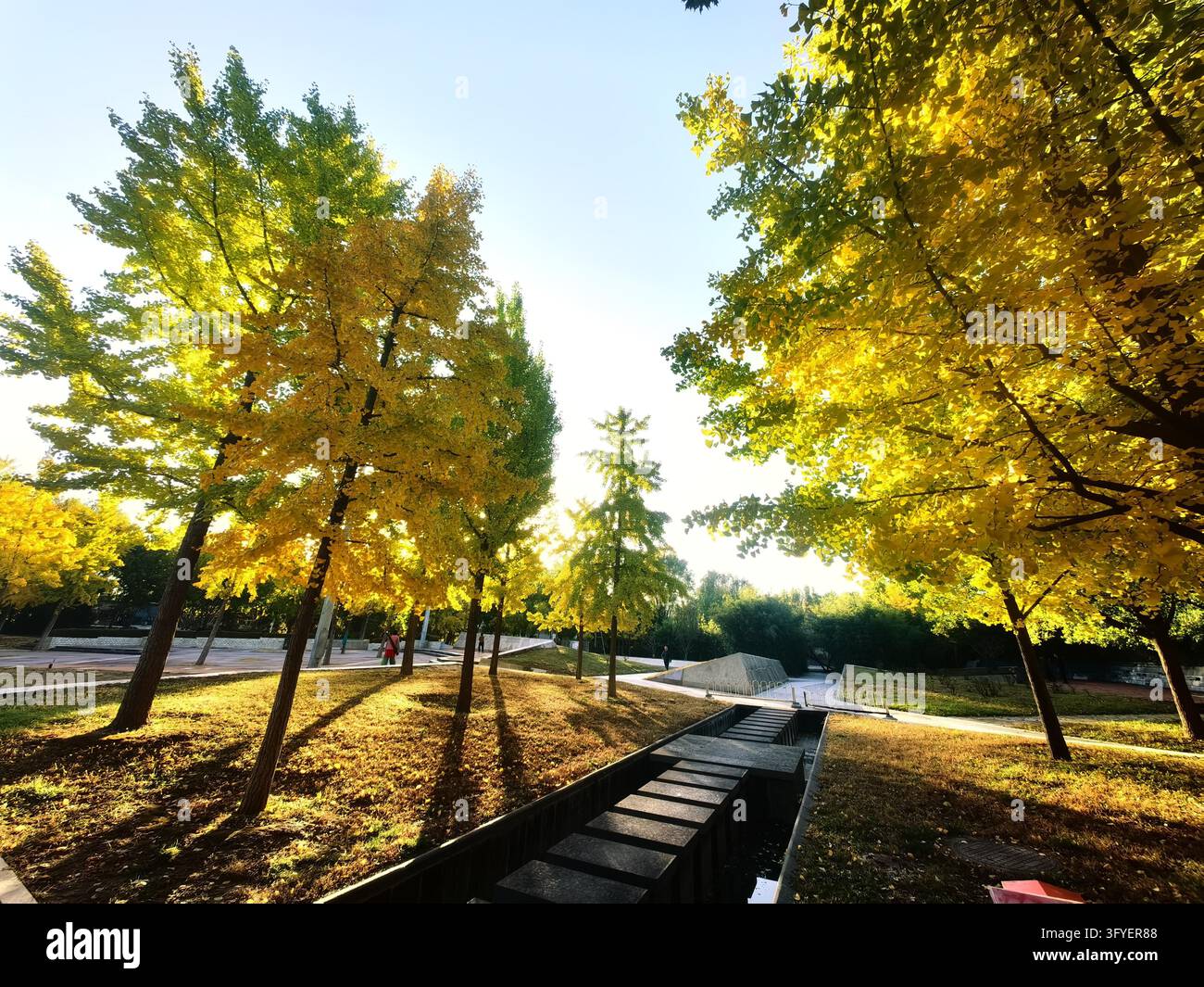 Ginkgo trees turn golden at Shuguang Disaster Prevention Education Park ...