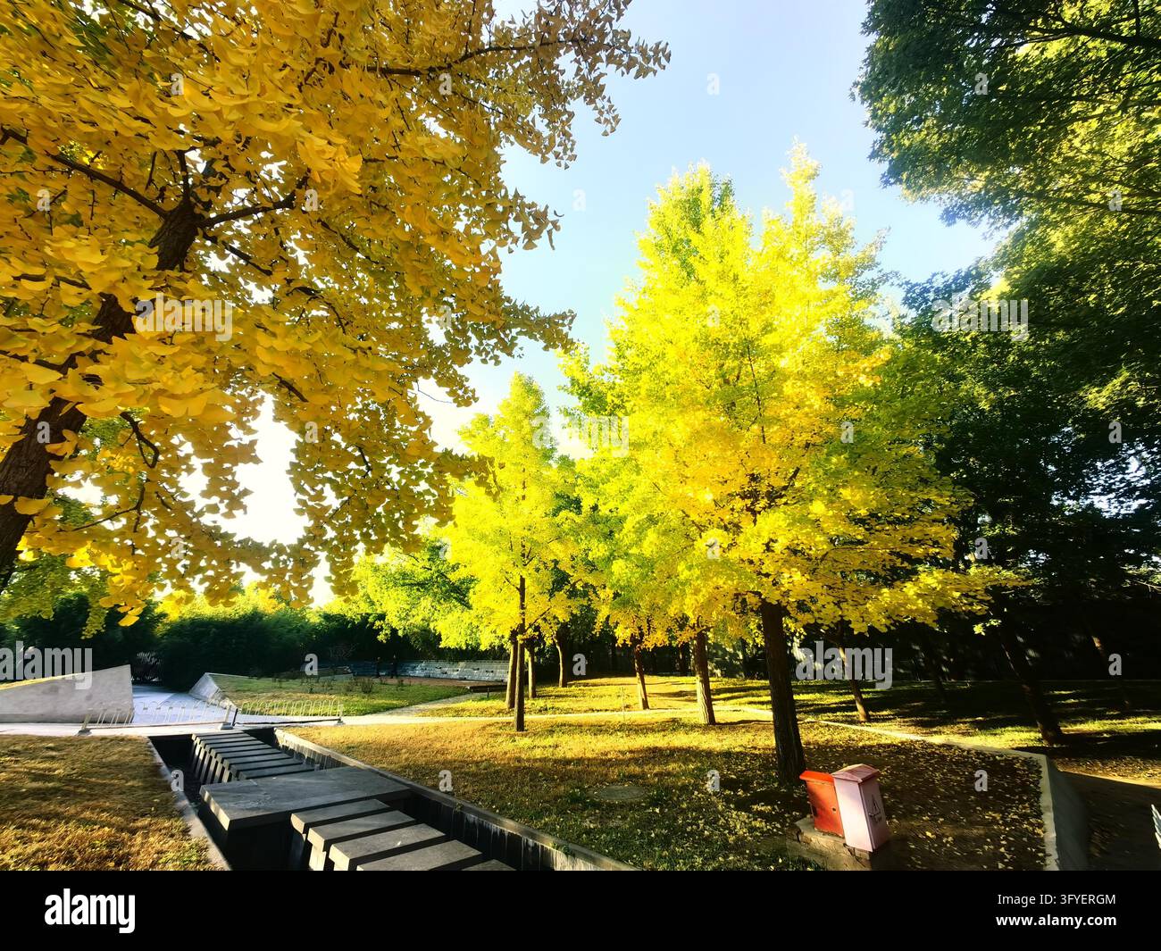 Ginkgo trees turn golden at Shuguang Disaster Prevention Education Park ...