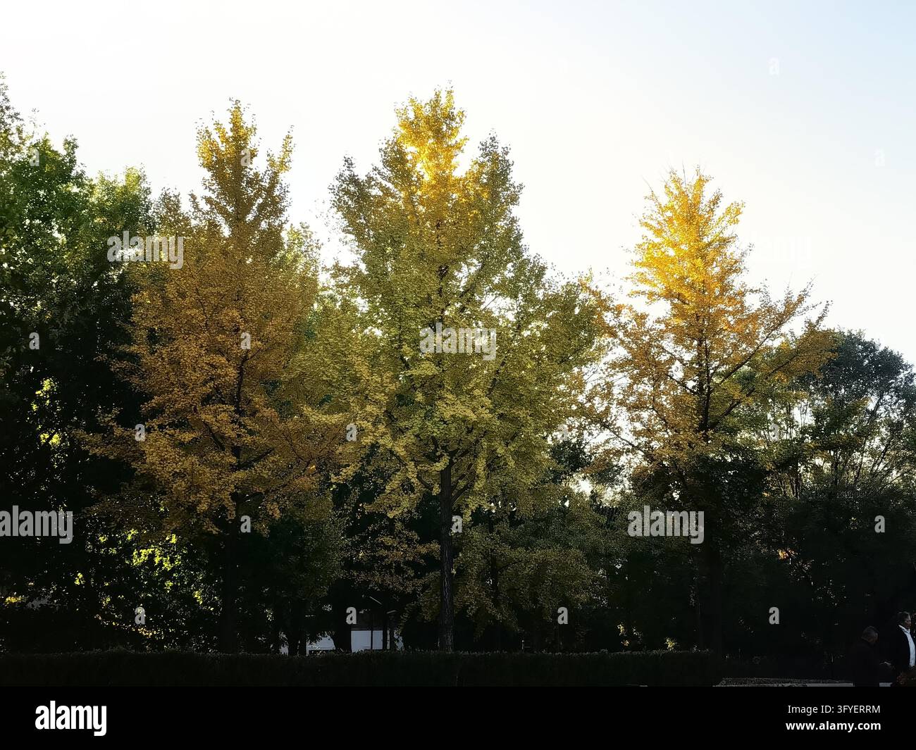 Ginkgo trees turn golden at Shuguang Disaster Prevention Education Park ...