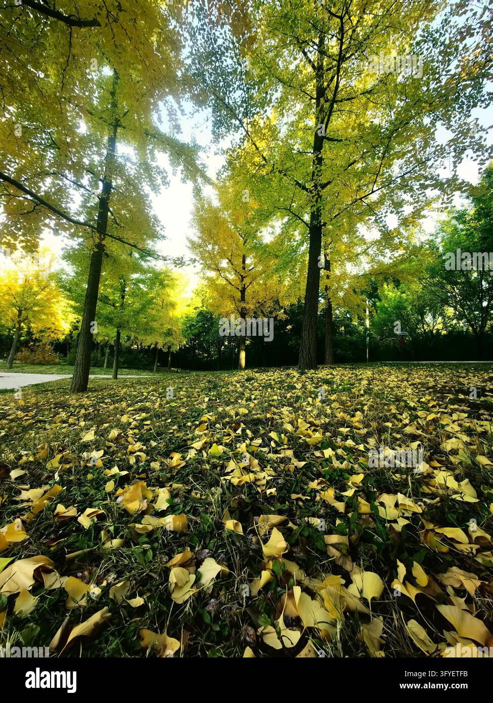 Ginkgo trees turn golden at Shuguang Disaster Prevention Education Park ...