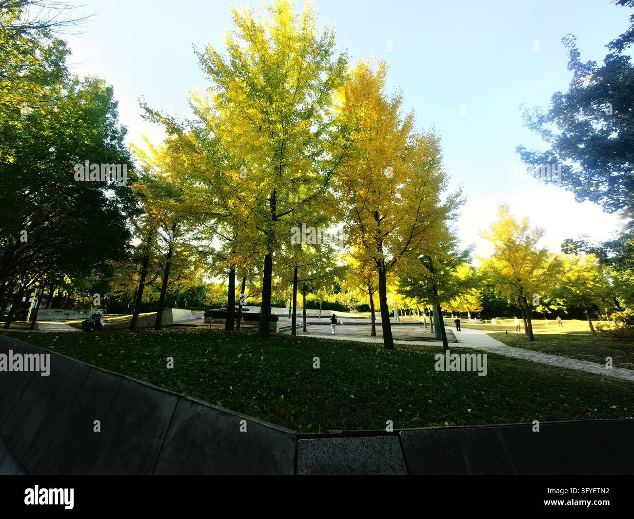 Ginkgo trees turn golden at Shuguang Disaster Prevention Education Park ...