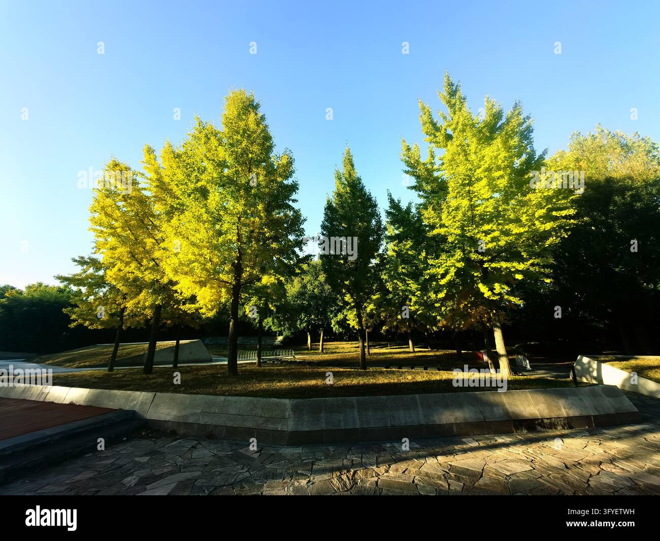 Ginkgo trees turn golden at Shuguang Disaster Prevention Education Park ...