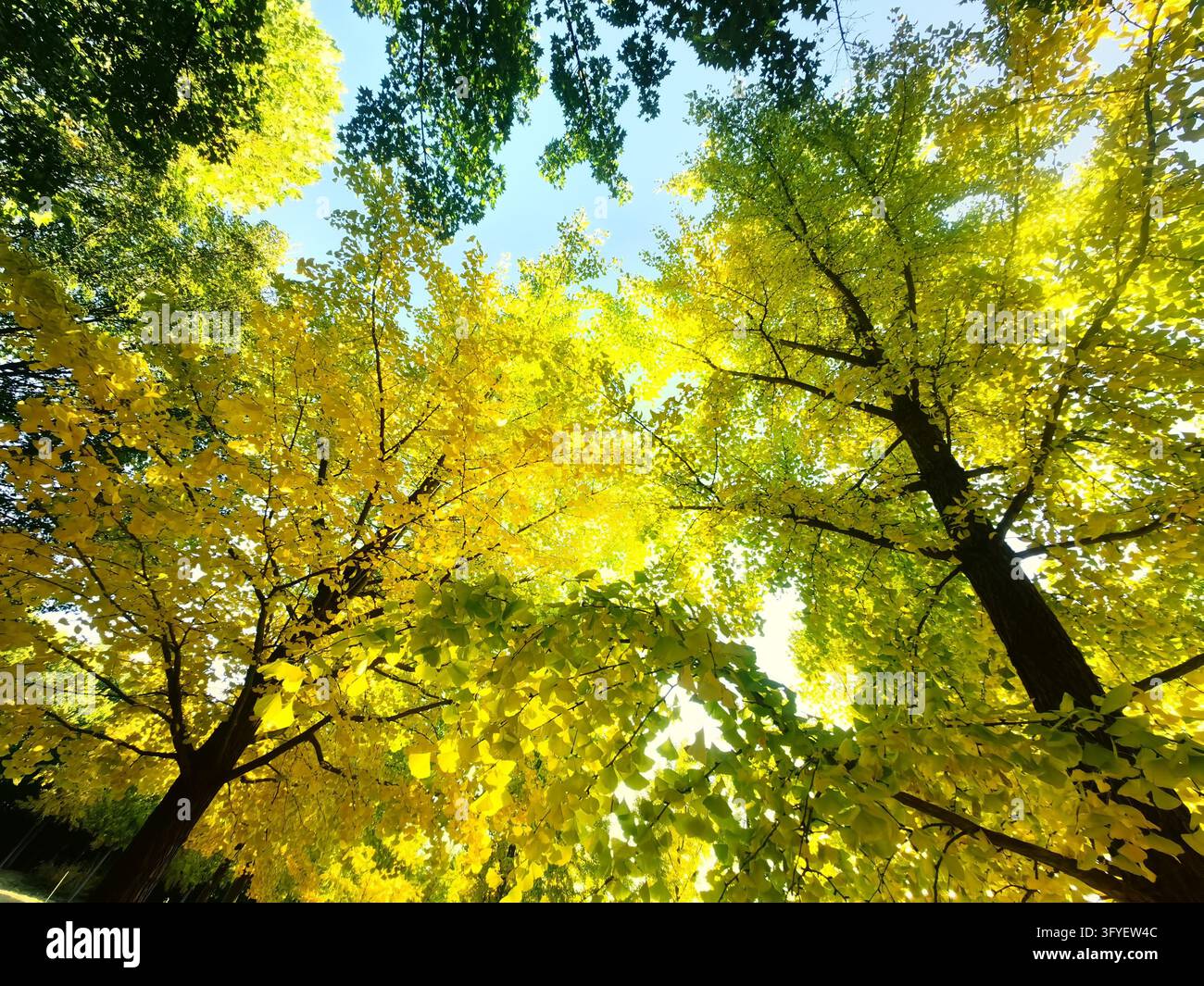 Ginkgo trees turn golden at Shuguang Disaster Prevention Education Park ...