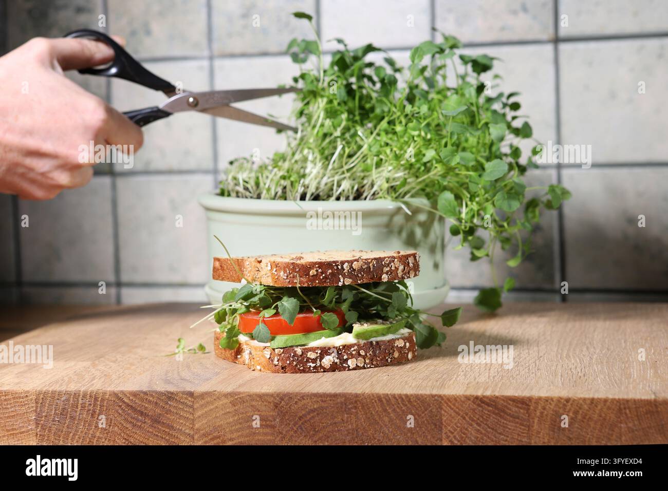 Broccoli Sprout home grown and sandwich in kitchen. Woman hands cutting ...