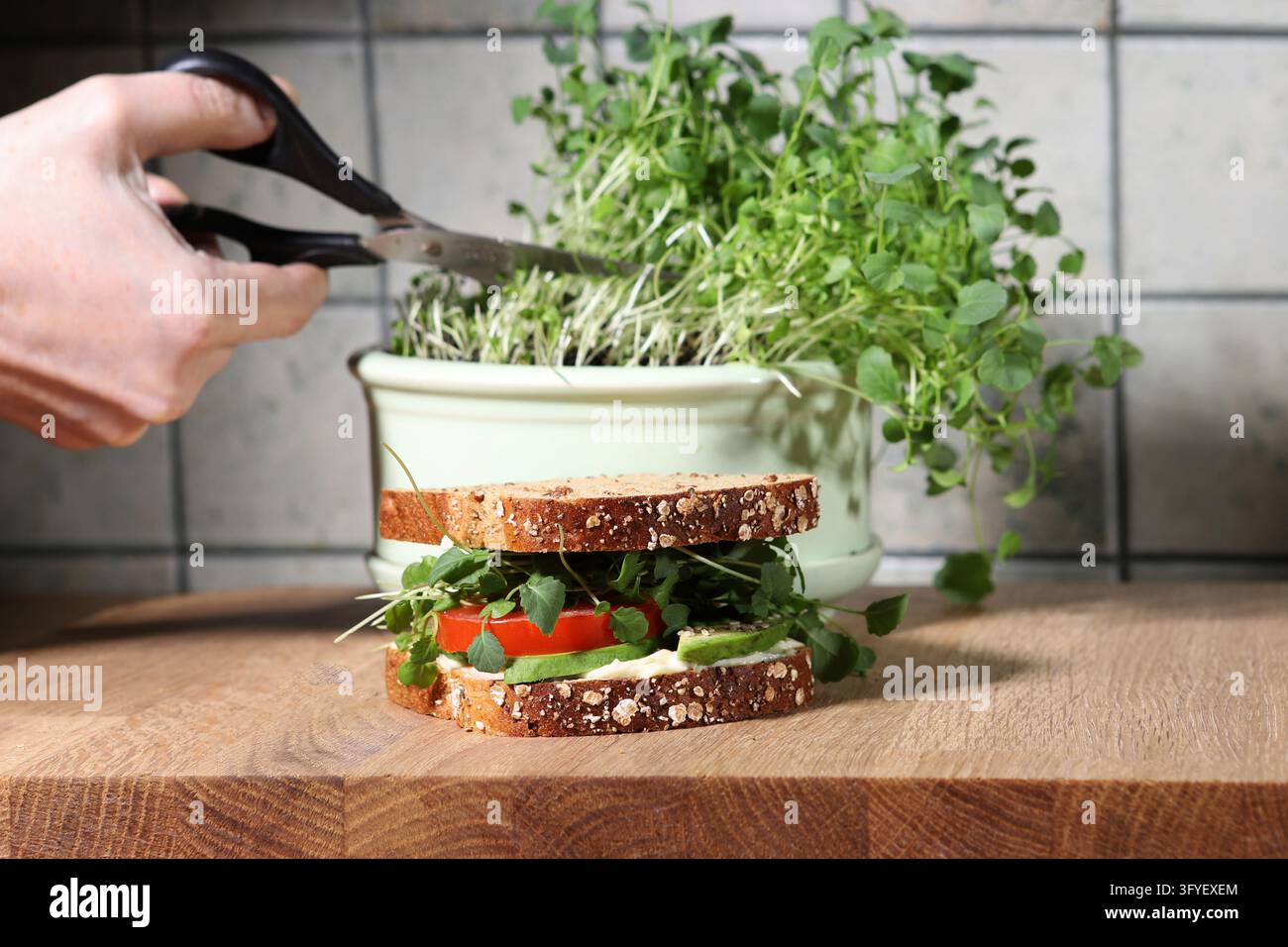 Broccoli Sprout home grown and sandwich in kitchen. Woman hands cutting ...