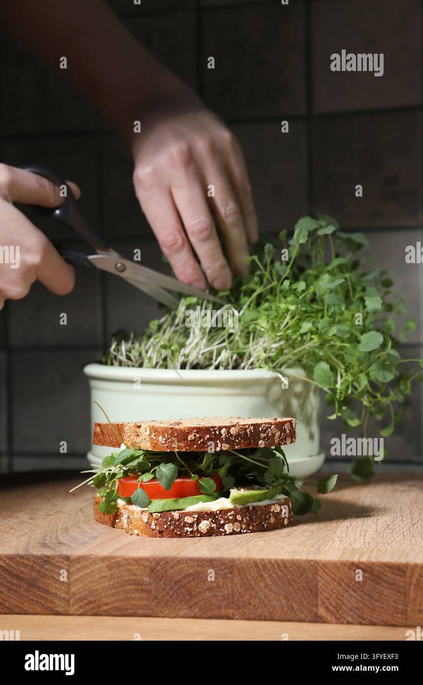 Broccoli Sprout home grown and sandwich in kitchen. Woman hands cutting ...