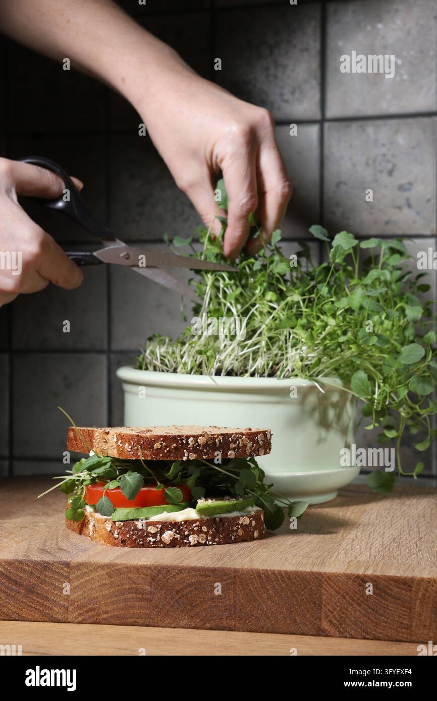 Broccoli Sprout home grown and sandwich in kitchen. Woman hands cutting ...