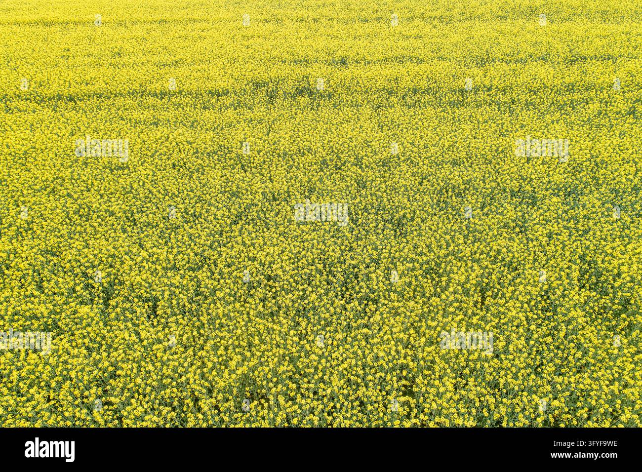 Drone shot over yellow field of blooming oilseed rape crops in ...
