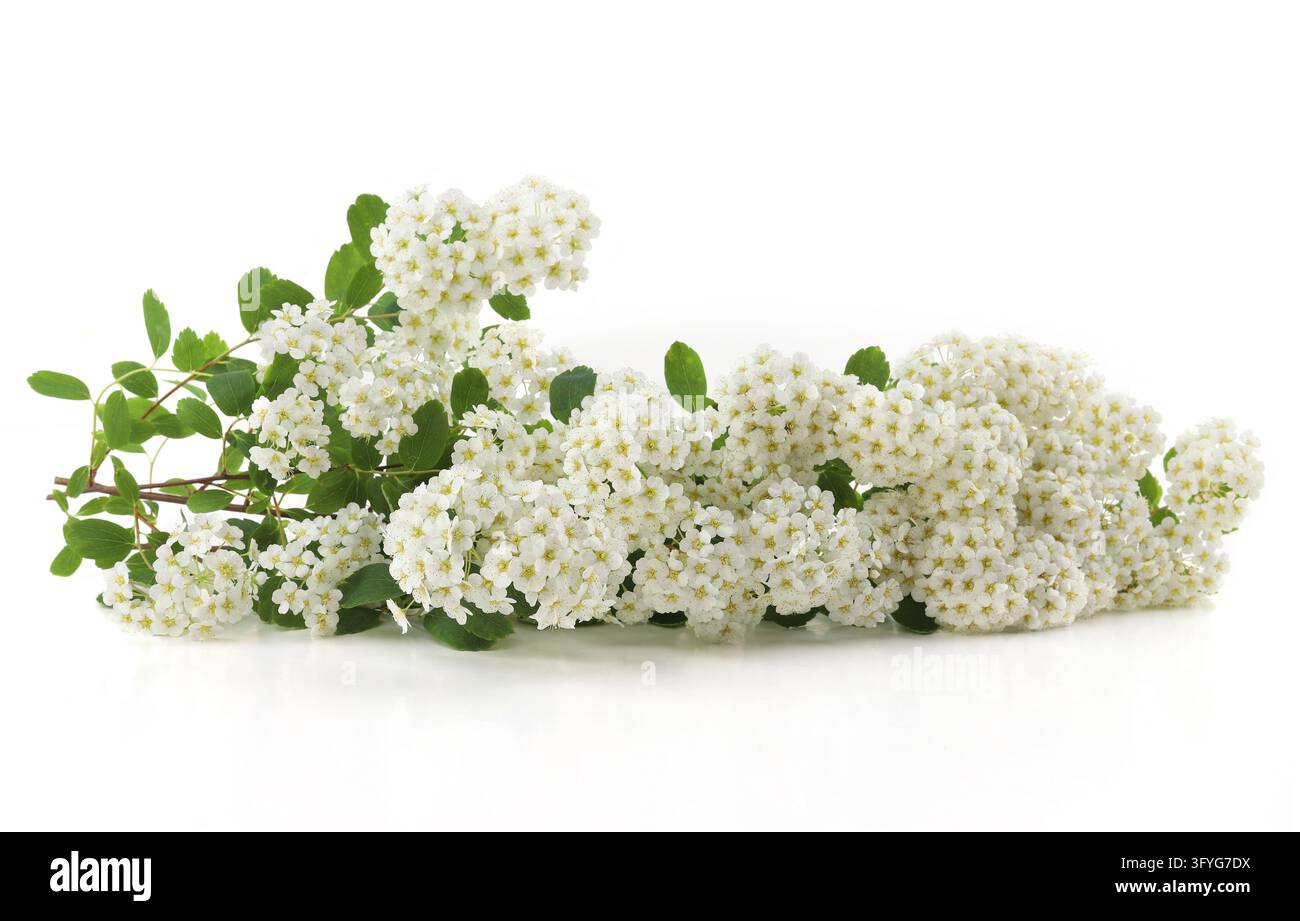 Branch of flowering shrub Spiraea nipponica isolated on white ...