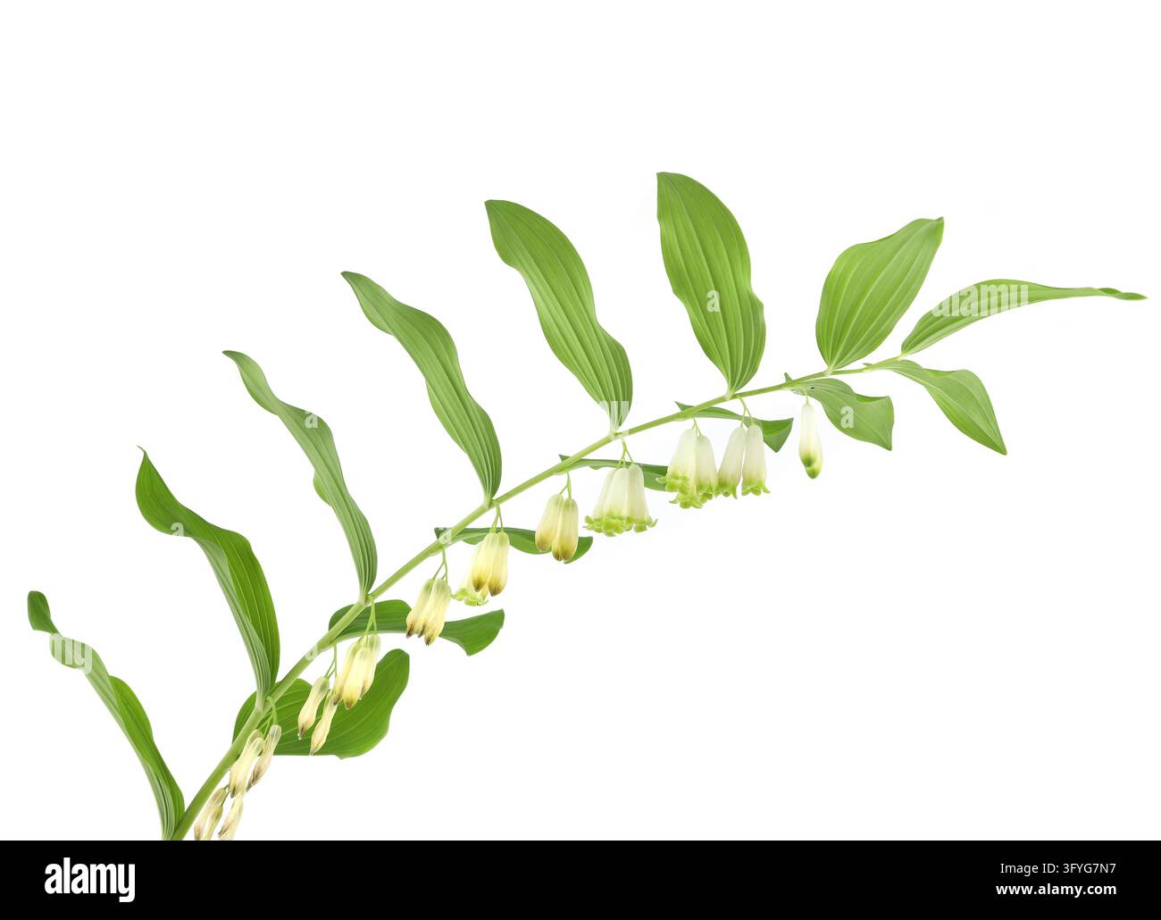 Bush Backround Portrait Flower Polygonatum isolated on white background. Branch of flowering ...