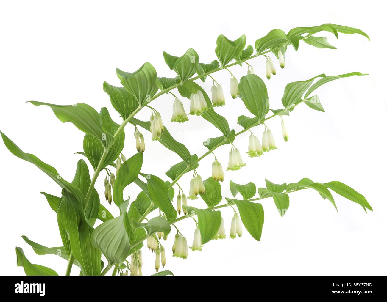 Bush Backround Portrait Flower Polygonatum isolated on white background. Branches of flowering ...