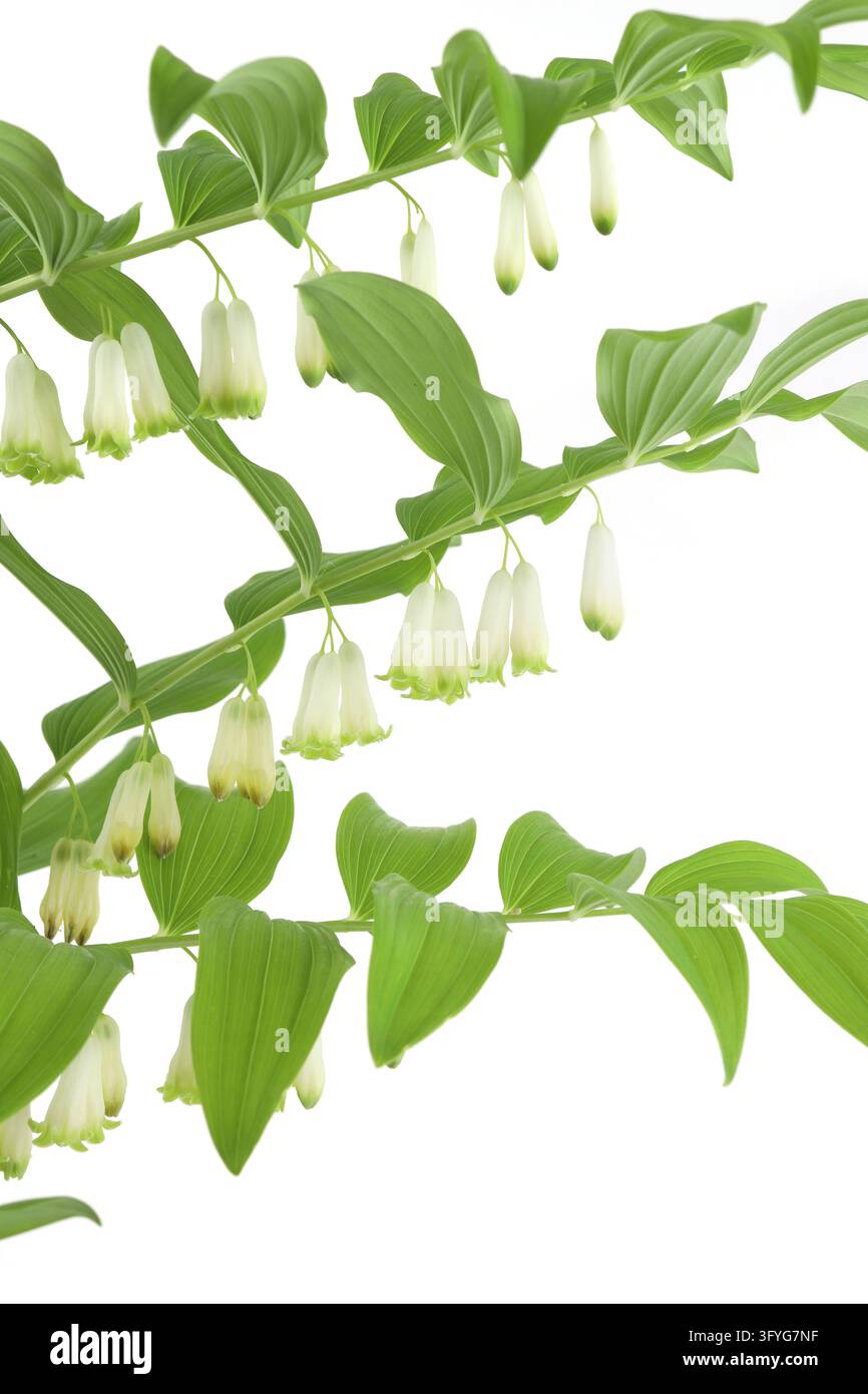 Bush Backround Portrait Flower Polygonatum isolated on white background. Branches of flowering ...
