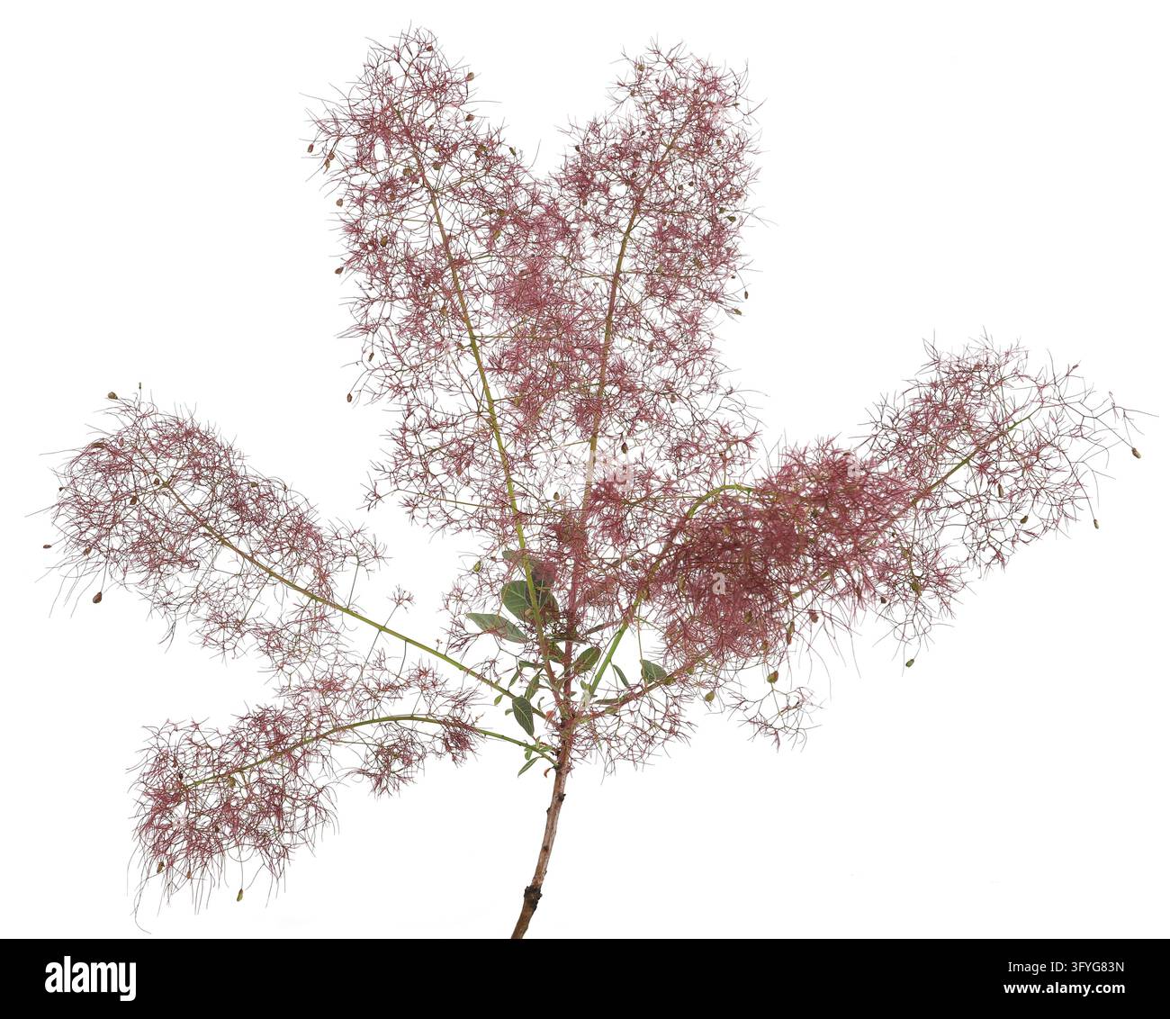 Bush Backround Portrait Blooming Smoke tree flower isolated on white background. Smoke bush ...