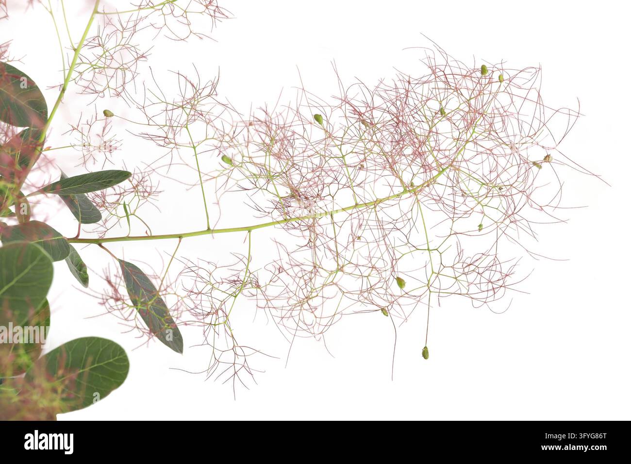 Bush Backround Portrait Blooming Smoke tree flower isolated on white background. Smoke bush ...