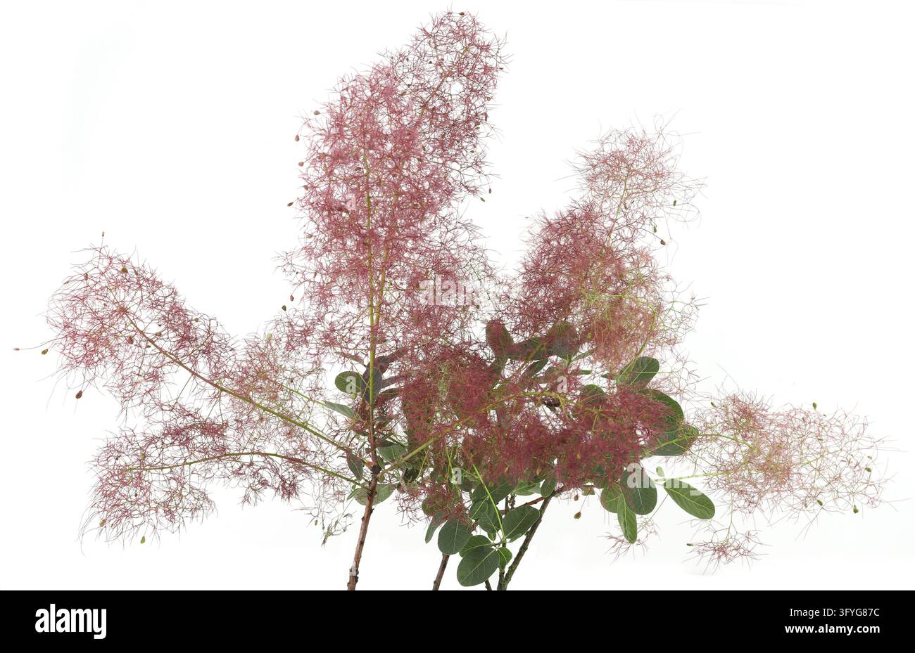Bush Backround Portrait Blooming Smoke tree flowers isolated on white background. Smoke bush ...