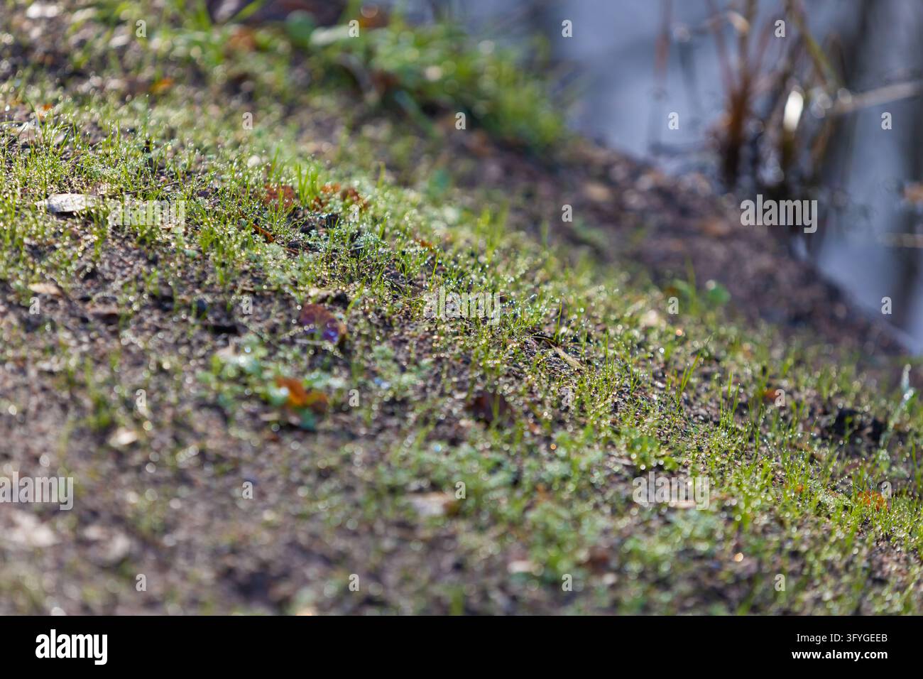 Close-up view of fresh green grass sprouts growing on a dark soil slope ...