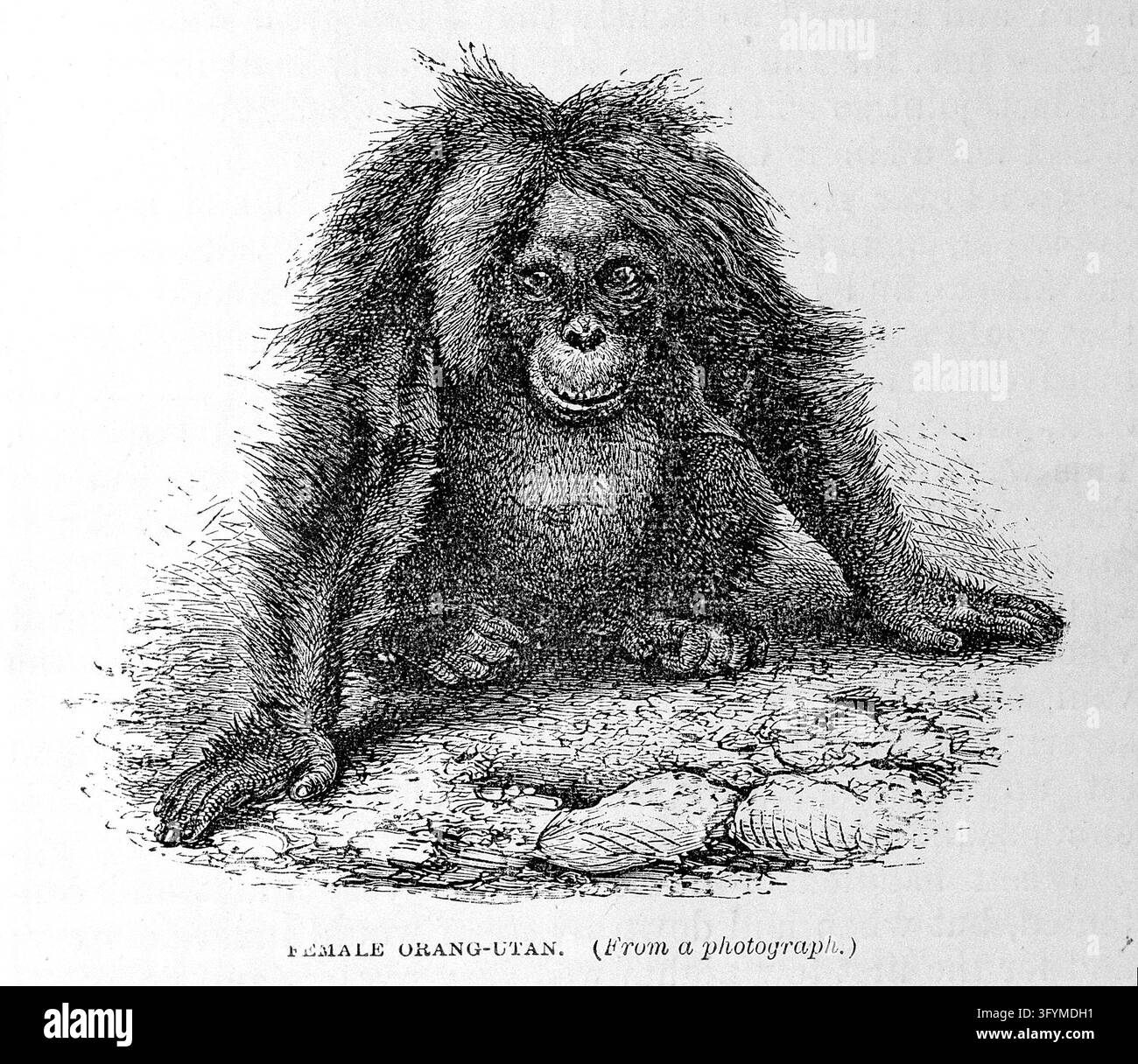 The Malay archipelago : the land of the orang-utan and the bird of ...