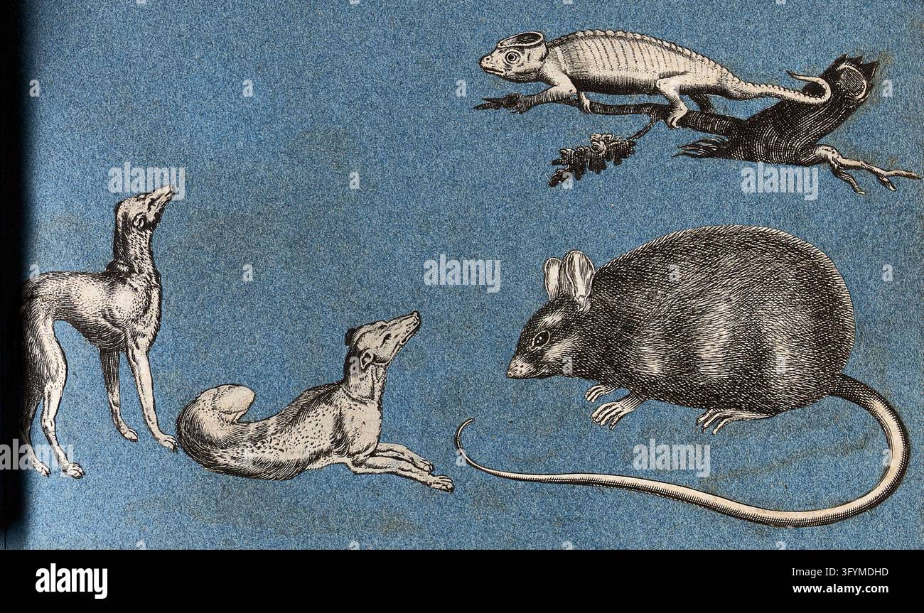 Alberta Lizard Two greyhounds, a rat and a lizard. Cut-out engraving pasted onto paper ...