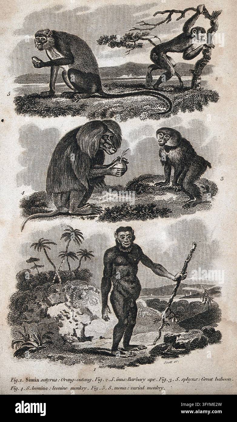 Five apes: orangutan, Barbary ape, baboon, leonine monkey and varied ...