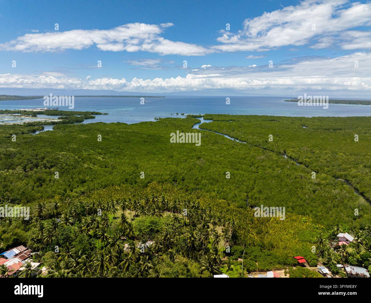Green mangrove forest meets the blue sea in a scenic tropical landscape ...