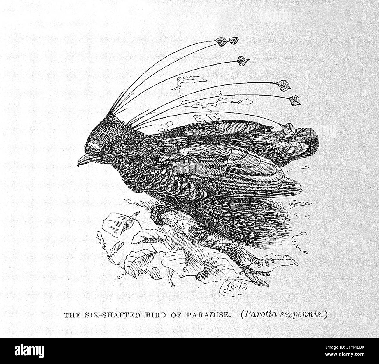 The Malay archipelago : the land of the orang-utan and the bird of ...