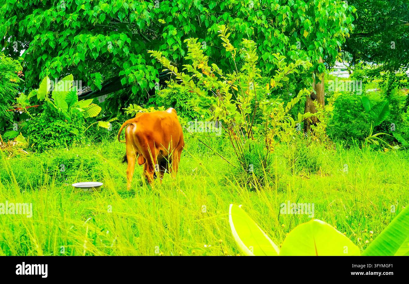 Thai water buffalo with curved horns standing in lush tropical ...