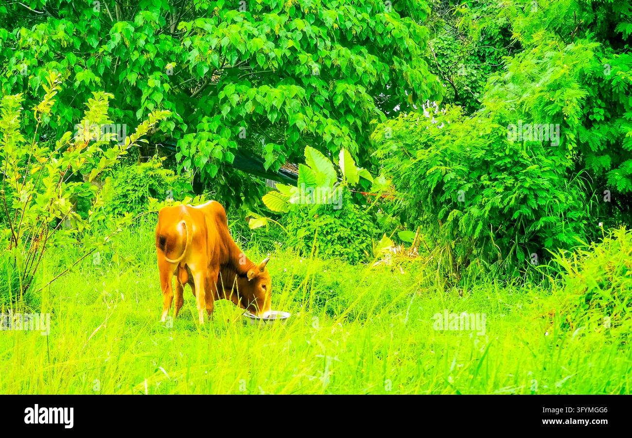 Majestic horned water buffalo walking through dense tropical jungle ...