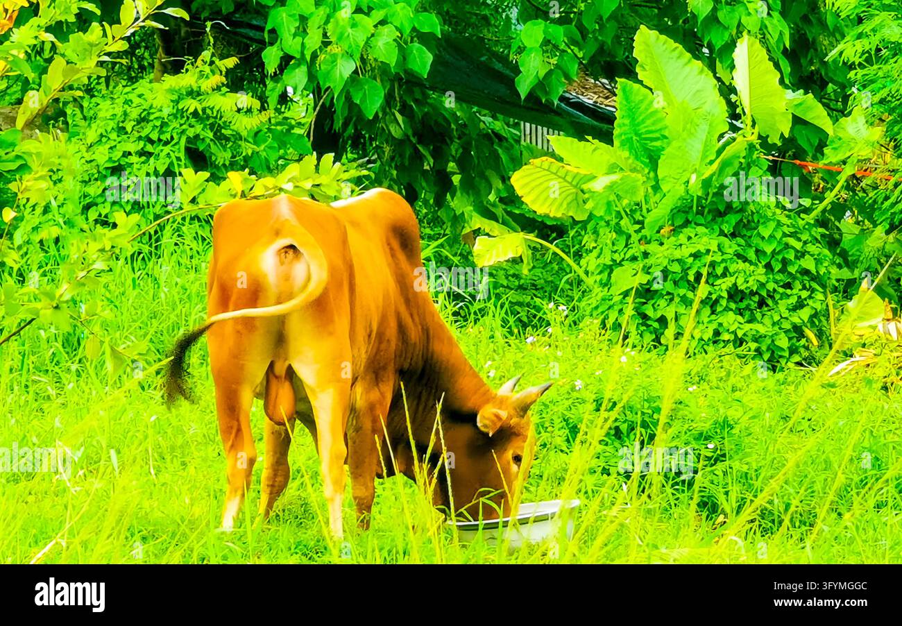 Majestic horned water buffalo walking through dense tropical jungle ...