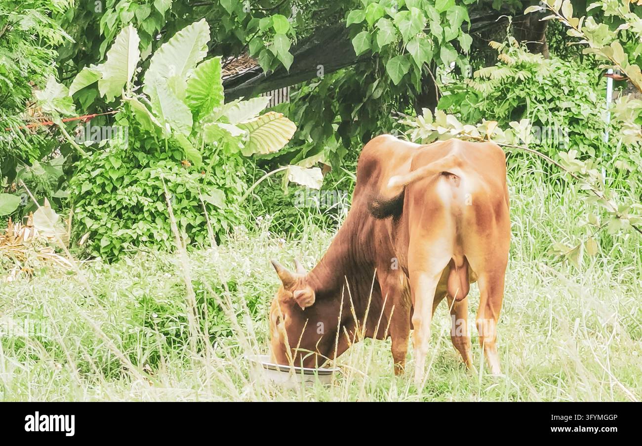 Majestic horned water buffalo walking through dense tropical jungle ...