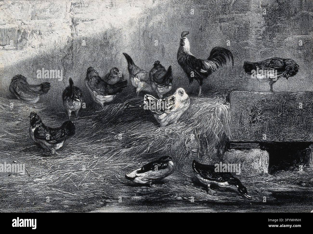 Pool Wiver Chickens standing on hay while ducks drink from a pool in a farm ...