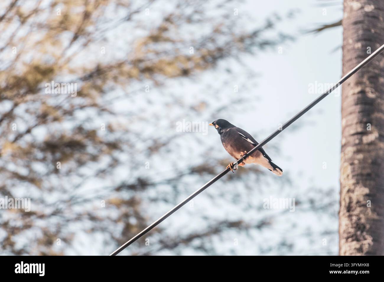Common myna perched on an overhead cable with lush tropical forest near ...