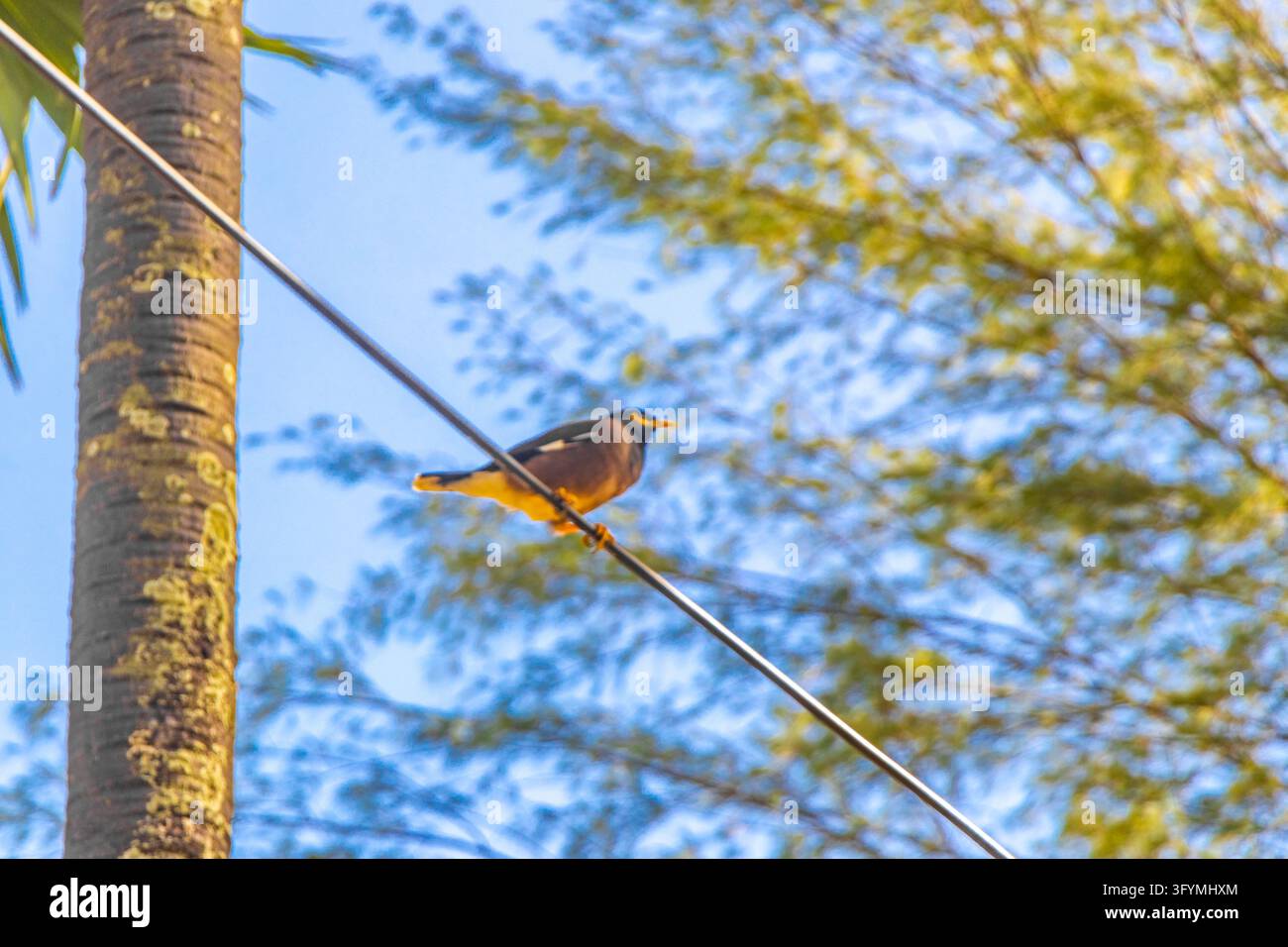 Common myna perched on an overhead cable with lush tropical forest near ...