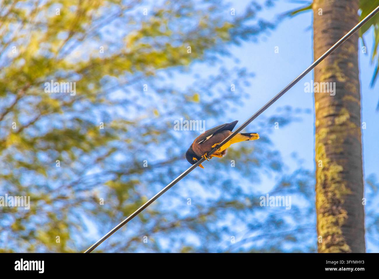 Thai myna bird resting on a power line before a tropical coastal forest ...