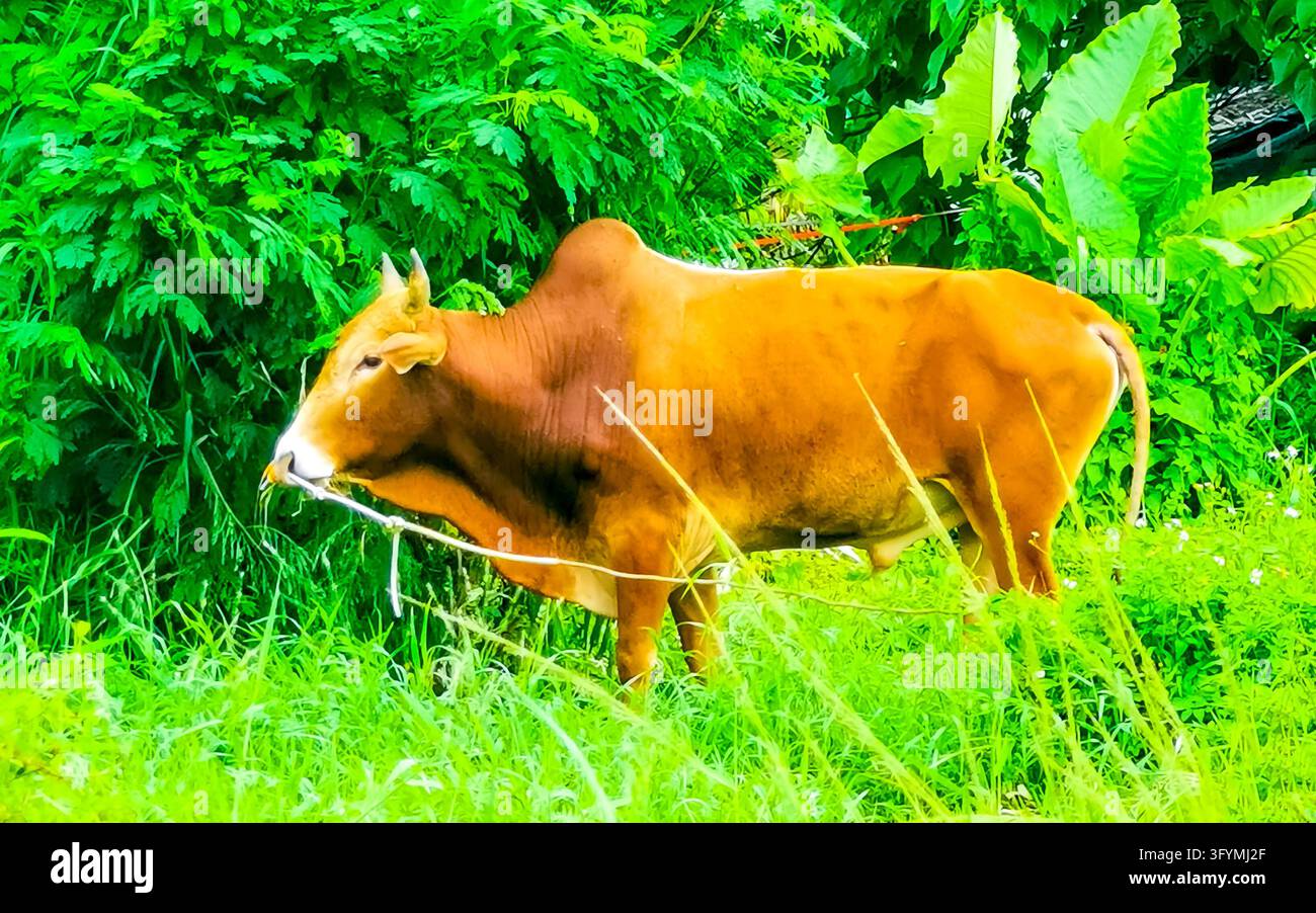 Powerful Thai water buffalo resting among tropical rainforest greenery ...