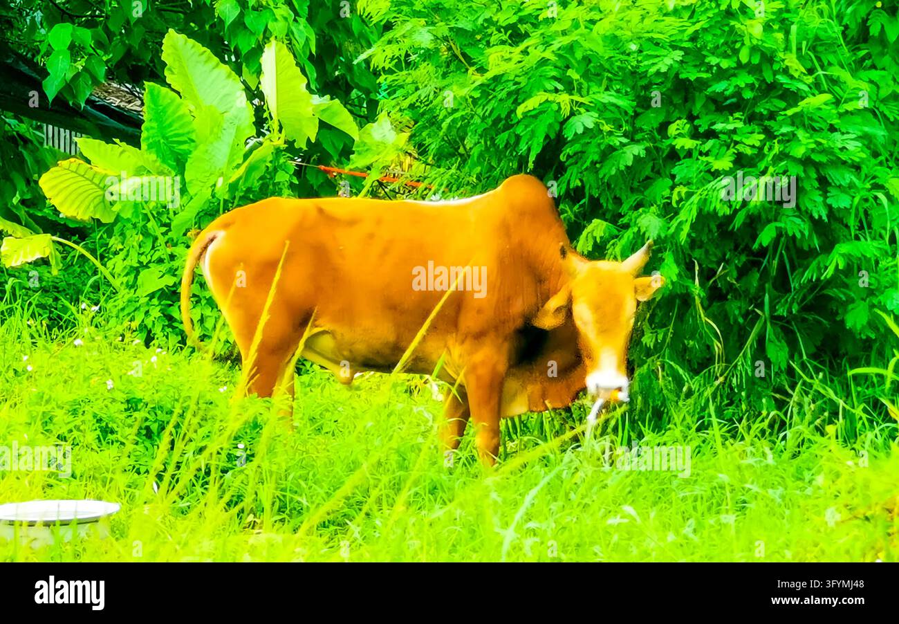 Powerful Thai water buffalo resting among tropical rainforest greenery ...