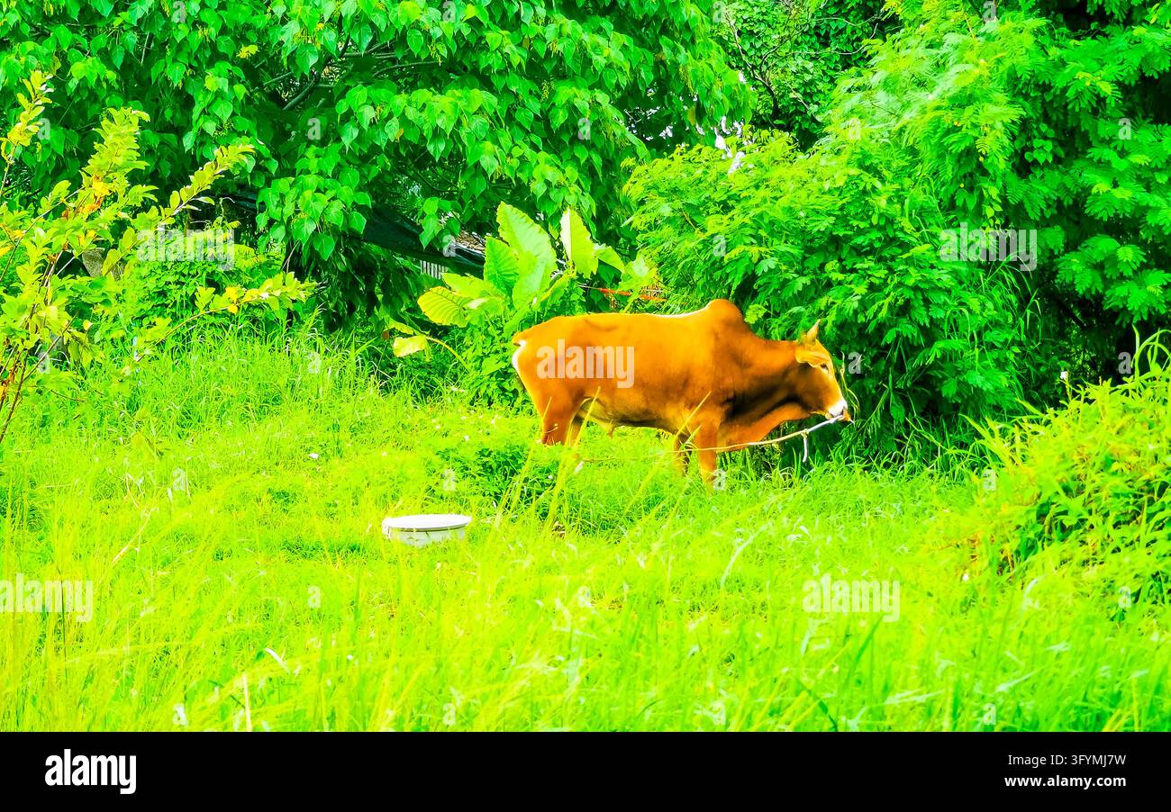 Powerful Thai water buffalo resting among tropical rainforest greenery ...