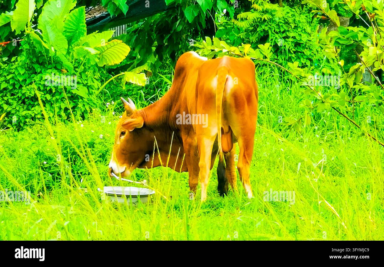 Majestic horned water buffalo walking through dense tropical jungle ...