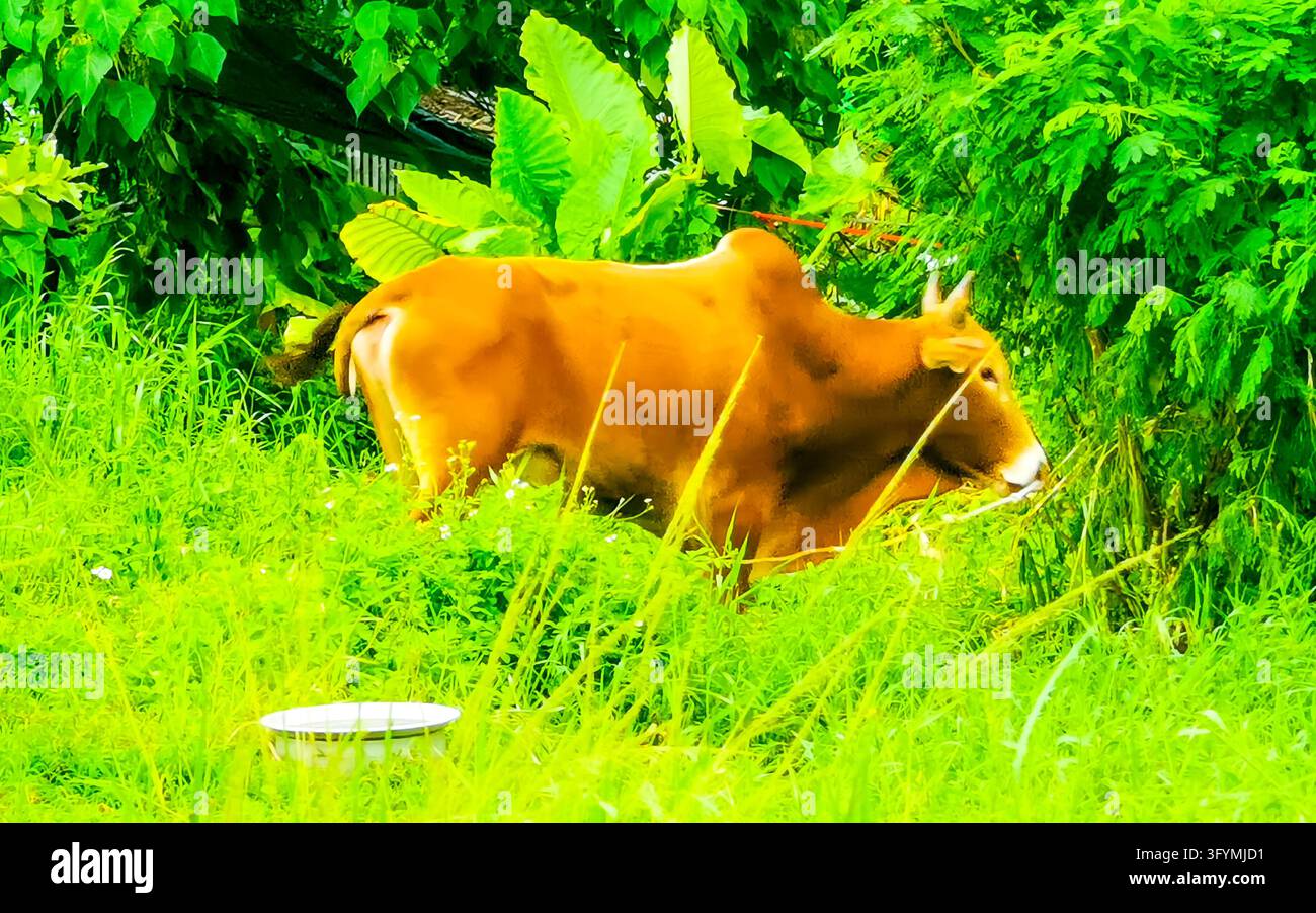 Majestic horned water buffalo walking through dense tropical jungle ...