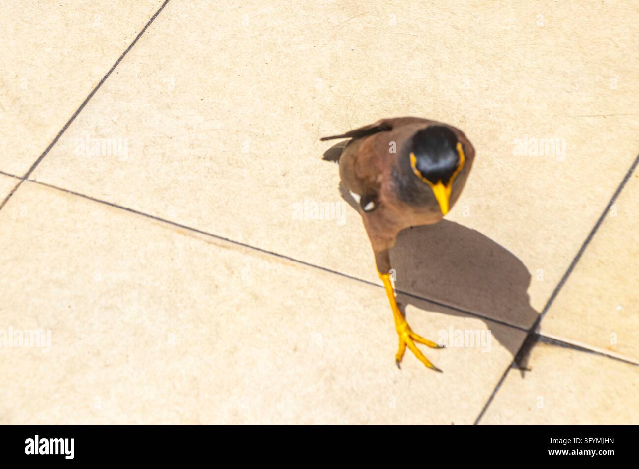 Common myna bird naturally searching for food while walking beside a ...