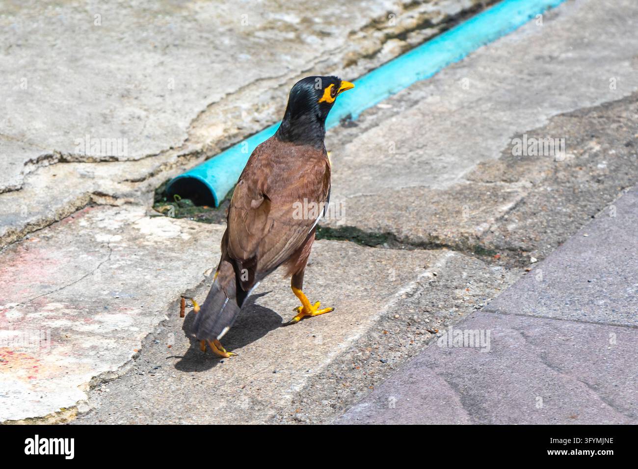 Common myna bird naturally searching for food while walking beside a ...
